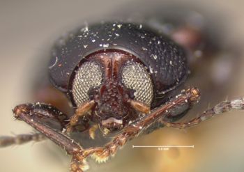 Media type: image; Entomology 9788   Aspect: head frontal view